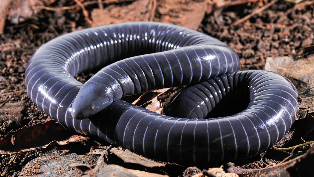 Bizarre Caecilians May Be the Only Amphibians with Venomous Bites
