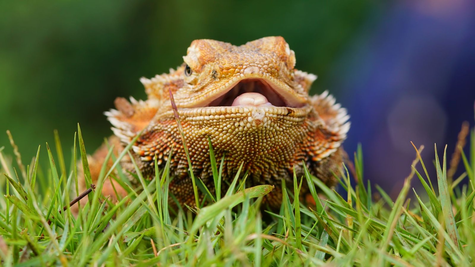 Myths and Facts about Bearded Dragon Care