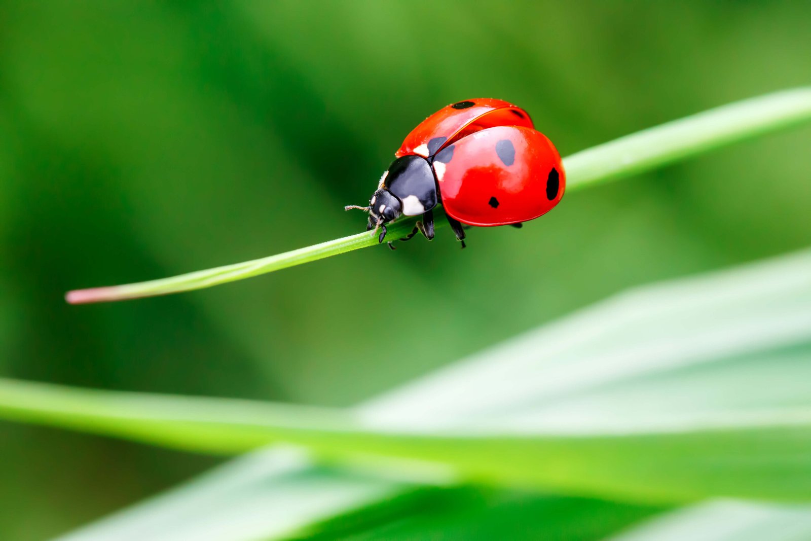 Ladybugs and Your Home: Everything You Need to Know
