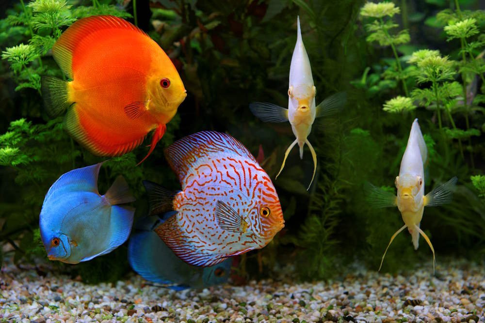 10 Colorful Tropical Fish to Brighten Up Your Aquarium