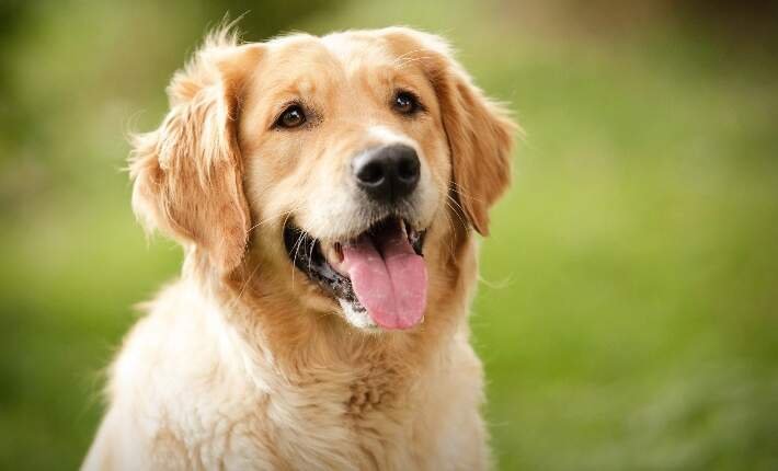 10 Intelligent Dog Breeds That’ll Steal Your Heart and Outsmart You