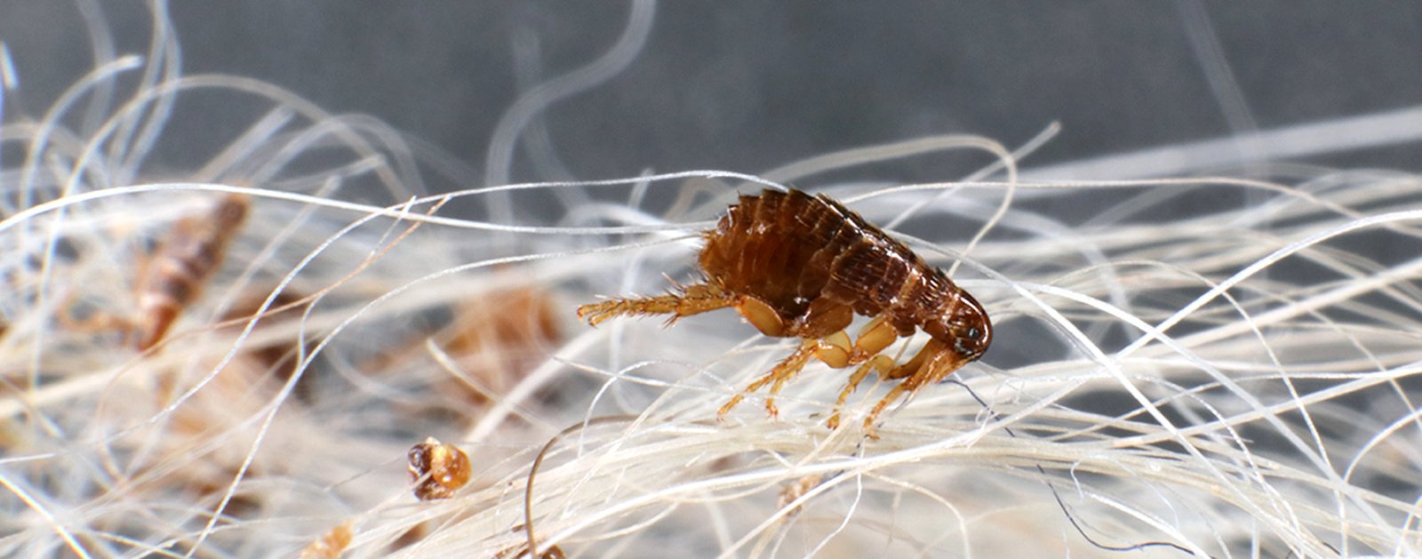 How Fast Do Fleas Reproduce? And How Can I Stop the Cycle?
