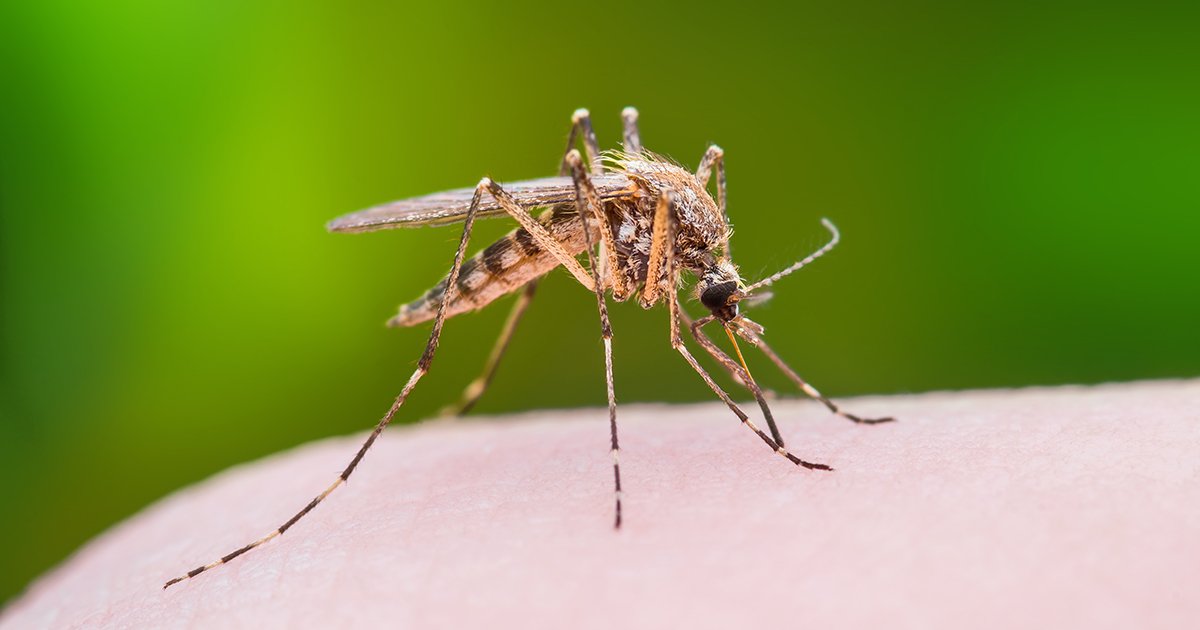 All About Mosquitoes and Effective Controls