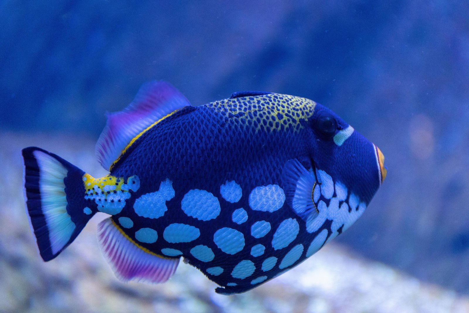 10 Colorful Reef Fish for Marine Aquariums