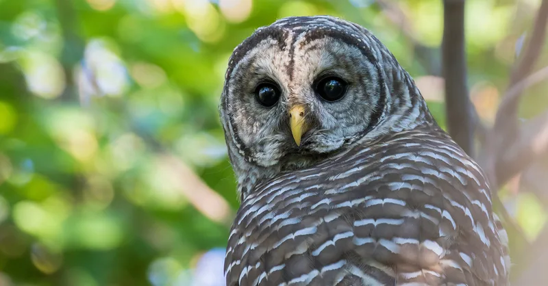 What Do Owls Eat? 7 Facts About These Skilled Hunters